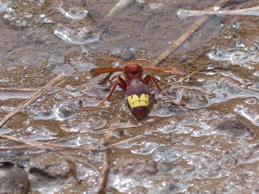 Vespidae: Vespa crabro